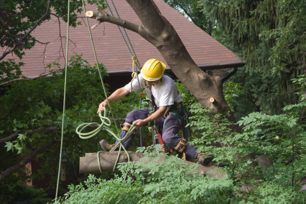 Professional Tree Removal Services in Red Corral, CA